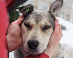 Собаки в Москве: Собака, пережившая ад Девочка, Бесплатно - фото 2