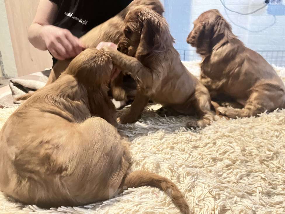 Собаки в Одинцово: Кокеры Мальчик, Бесплатно - фото 6