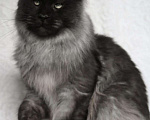 Кошки в Карачеве: Котик Мейн Кун, 10 000 руб. - фото 5