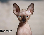 Кошки в других городах Московской области: Продаю котят канадского сфинкса Девочка, 25 000 руб. - фото 1