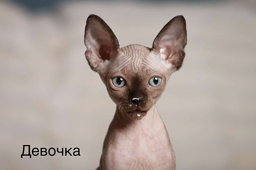 Продаю котят канадского сфинкса