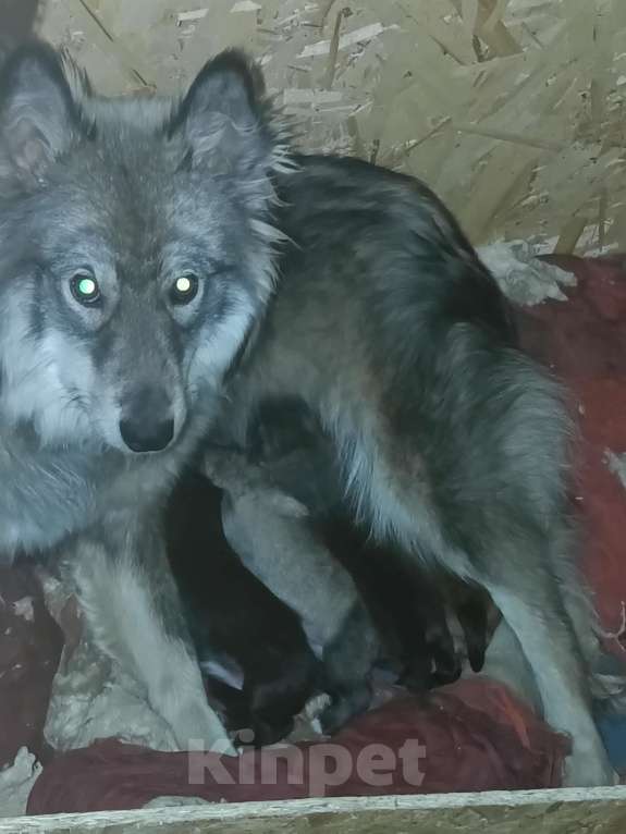 Собаки в Красноярске: Щенки Утонагана Мальчик, 1 руб. - фото 1