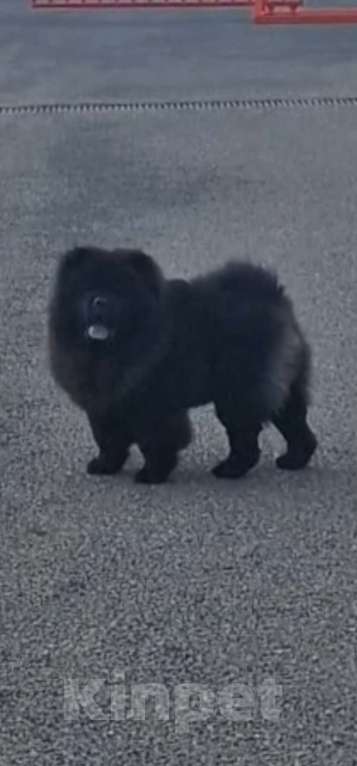 Собаки в Чебоксарах: Черный мальчик чау чау Мальчик, 70 000 руб. - фото 3