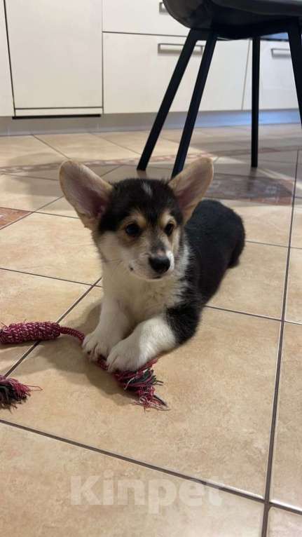 Собаки в Омске: Николас Мальчик, 45 000 руб. - фото 1