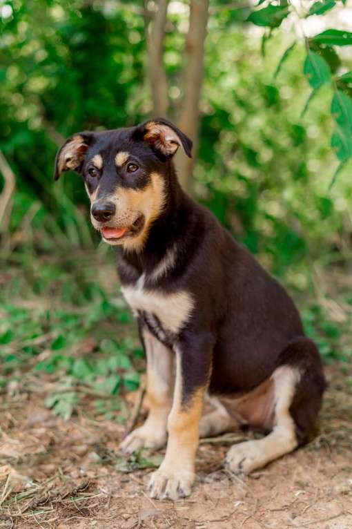 Собаки в Москве: Щенки метисы овчарки в добрые руки Девочка, 1 руб. - фото 7