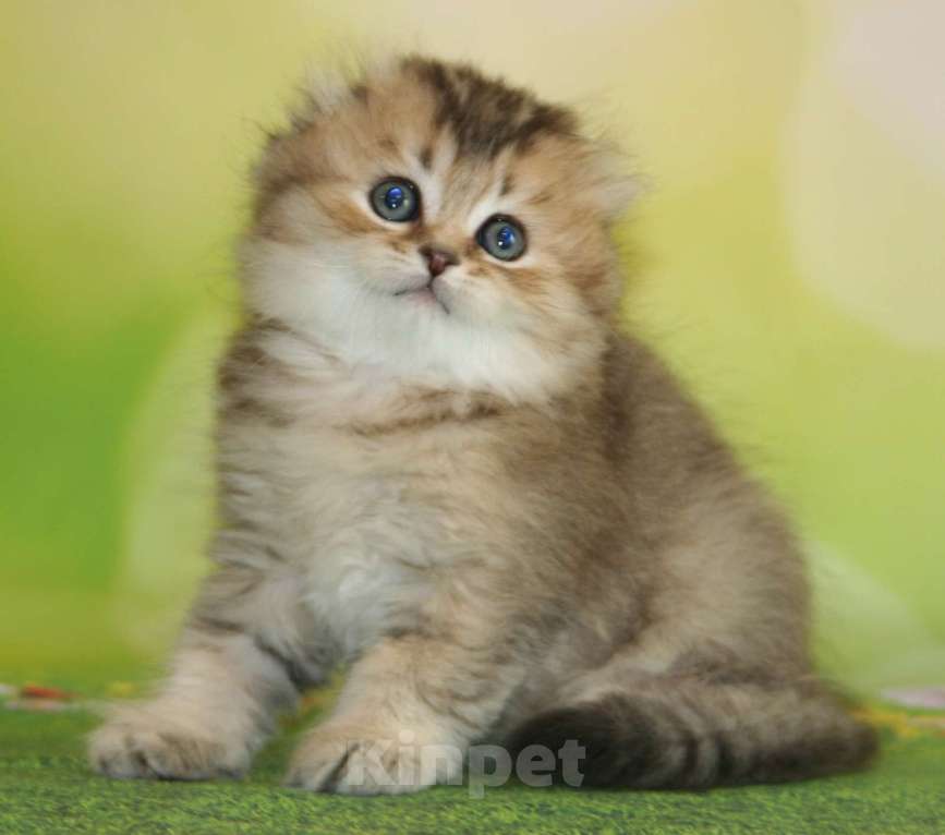 Кошки в Сарове: Шотландский вислоухий котенок Девочка, Бесплатно - фото 1