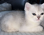 Кошки в Ростове-на-Дону: Шотландский прямоухий котенок Мальчик, 10 000 руб. - фото 5