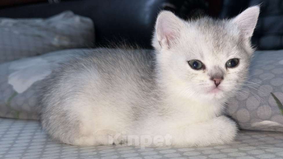 Кошки в Ростове-на-Дону: Шотландский прямоухий котенок Мальчик, 10 000 руб. - фото 5