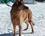 Собаки в Москве: Ася Девочка, Бесплатно - фото 3