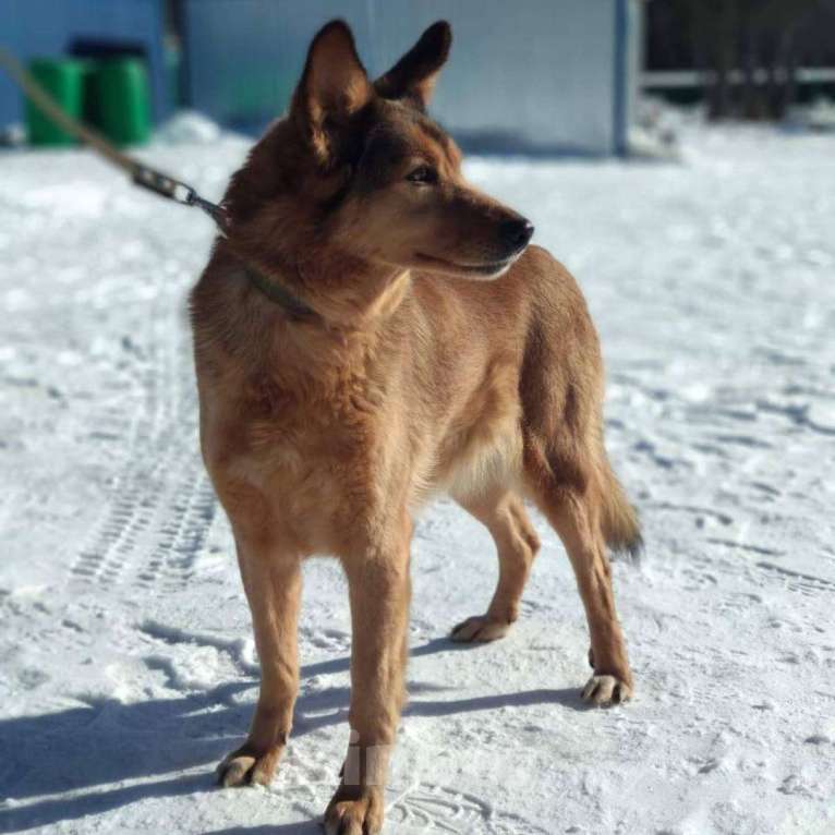 Собаки в Москве: Ася Девочка, Бесплатно - фото 3