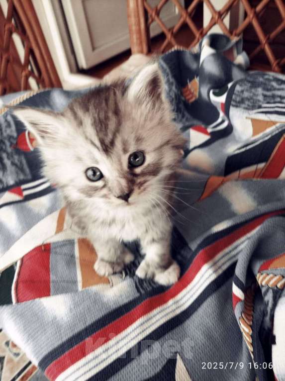 Кошки в других городах Ленинградской области: Котята в руковичках, котики и кошечки, разноцветные мурчалки Девочка, 45 000 руб. - фото 3