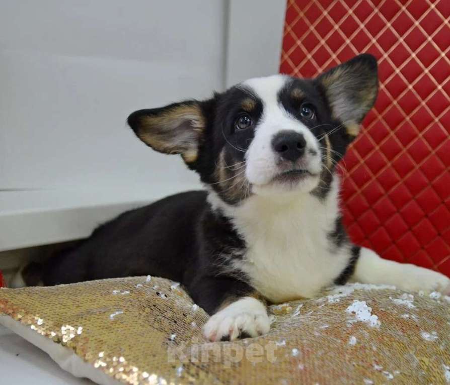 Собаки в Москве: Мэни вельш-корги-кардиган  Мальчик, 50 000 руб. - фото 4