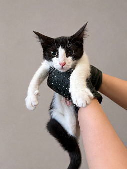 Котенок Лея ищет дом