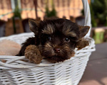 Собаки в Москве: Девочка красотка Шоколадный Йорки Девочка, 70 000 руб. - фото 3