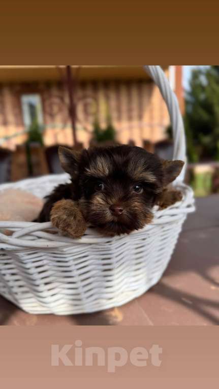 Собаки в Москве: Девочка красотка Шоколадный Йорки Девочка, 70 000 руб. - фото 3