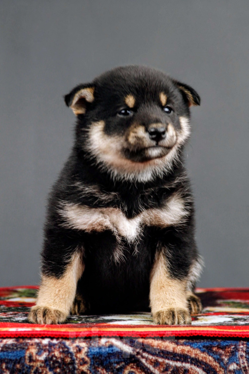 Собаки в других городах Ленинградской области: Отличные породистые щенки Сиба-ину Мальчик, Бесплатно - фото 1