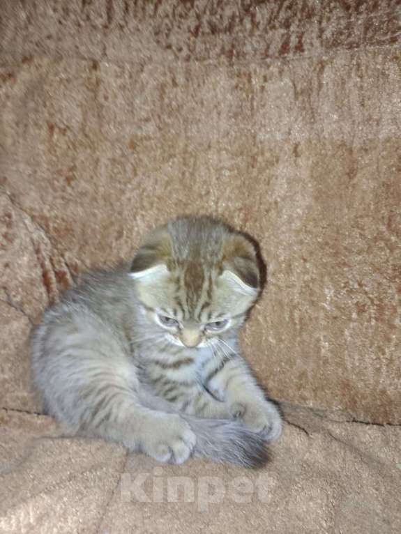 Кошки в Кашире: Кошечка Буся Девочка, 5 000 руб. - фото 2