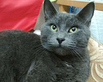 Кошки в Москве: Шерри, русская голубая. Красавица кошечка в добрые руки. Девочка, Бесплатно - фото 3