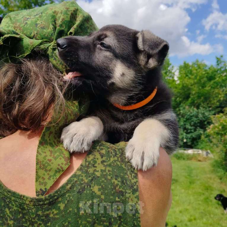 Собаки в других городах Краснодарского края: Восточноевропейская овчарка Девочка, 45 000 руб. - фото 4