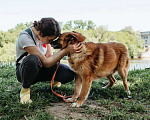 Собаки в Москве: Ходячий смайлик - Рыжуня - хочет на диванчик Мальчик, Бесплатно - фото 2