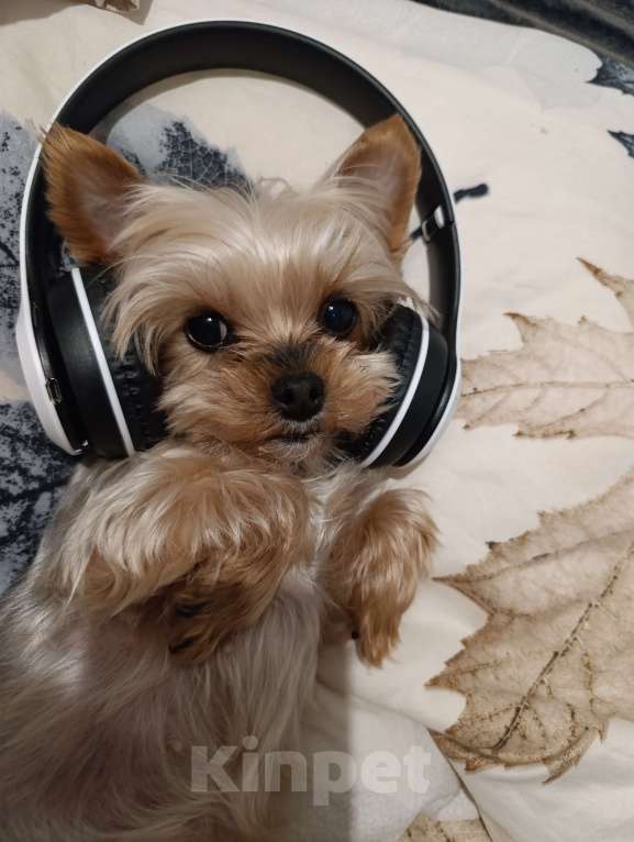 Собаки в Нижнем Новгороде: Потерялась собака Девочка, 5 000 руб. - фото 3