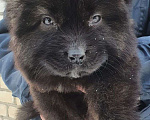 Собаки в других городах Московской области: щенки кавказской овчарки Мальчик, Бесплатно - фото 3