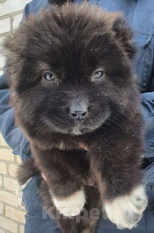Собаки в других городах Московской области: щенки кавказской овчарки Мальчик, Бесплатно - фото 3