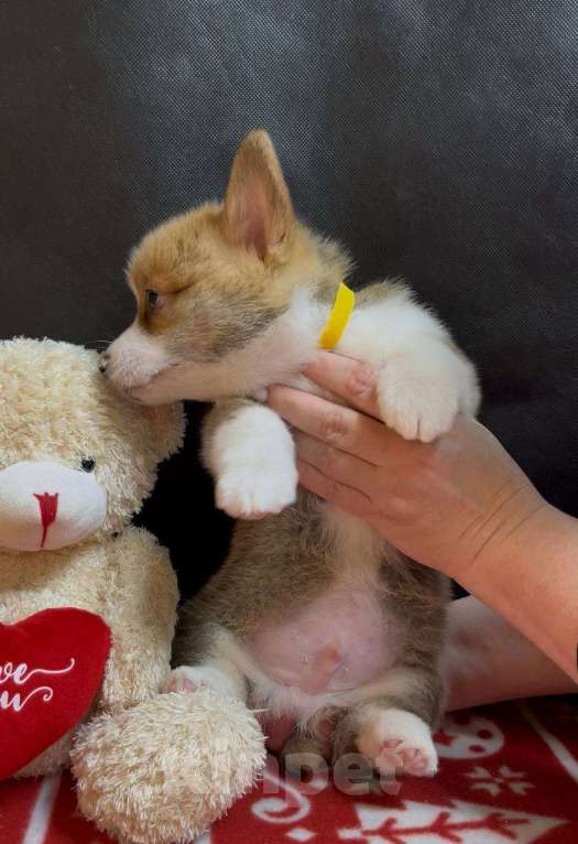 Собаки в других городах Московской области: Вельш корги пемброк мальчик  Мальчик, 38 000 руб. - фото 10