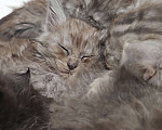 Кошки в Ореховом-Зуево: Прекрасные клубные мейн куны Мальчик, 50 000 руб. - фото 8