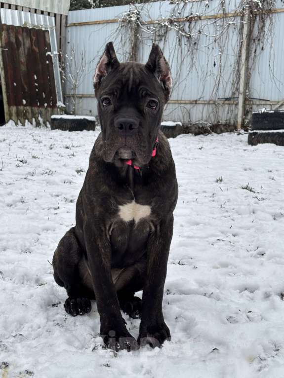 Собаки в других городах Московской области: Тигровая девочка Кане Корсо Девочка, 70 000 руб. - фото 4