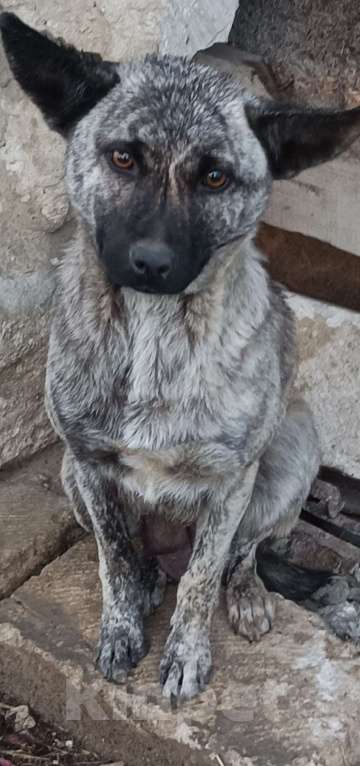 Собаки в других городах Краснодарского края: В добрые руки Девочка, 500 руб. - фото 2