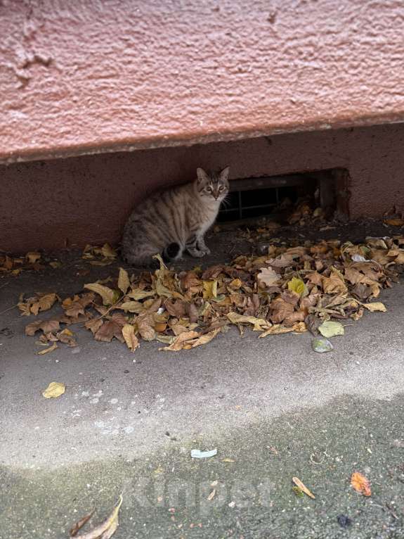 Кошки в Москве: Нашли котика у подъезда. Дома держать не можем долго, так как имеем 2-ух собак Мальчик, Бесплатно - фото 1