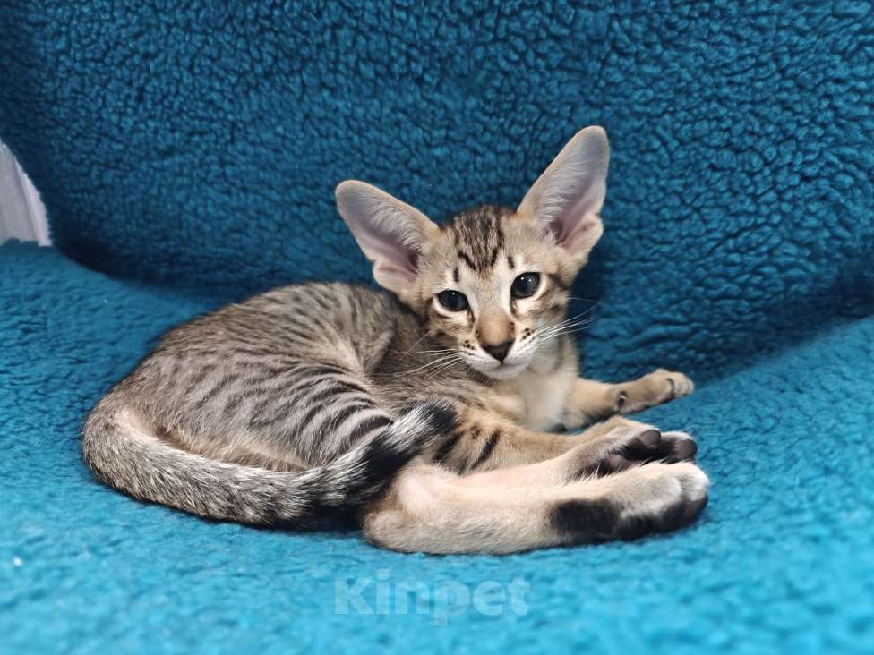 Кошки в Новороссийске: Ориентальный мальчик Мальчик, 25 000 руб. - фото 2