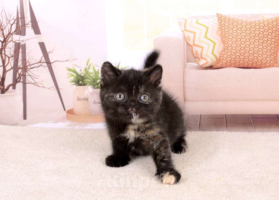 Кошки в Санкт-Петербурге: Британская малышка черепахового окраса Девочка, 65 000 руб. - фото 4