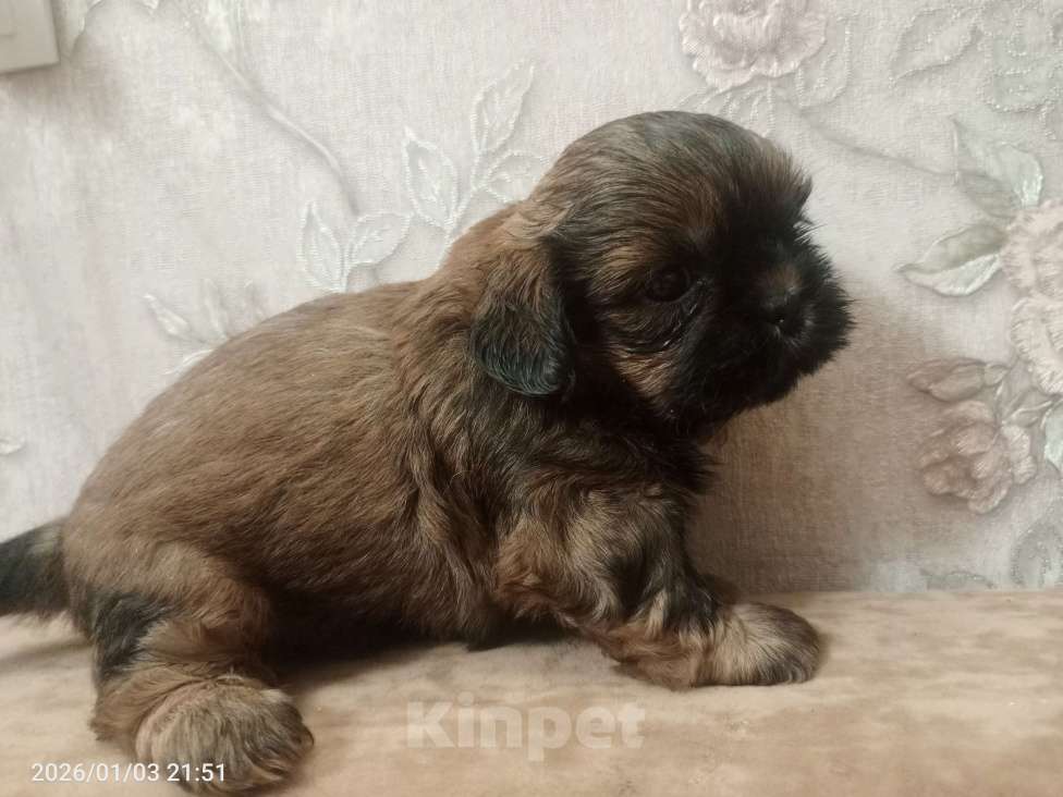 Собаки в Санкт-Петербурге: золотой ши-тцу Мальчик, 30 000 руб. - фото 4