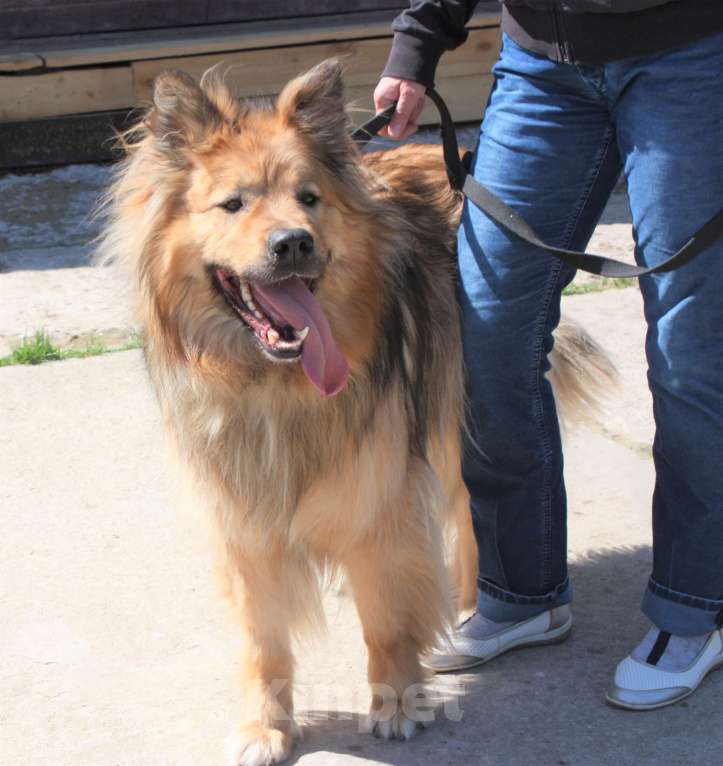 Собаки в Москве: Мишка в поисках дома и своей семьи  Мальчик, Бесплатно - фото 2