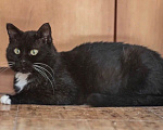 Кошки в Москве: Котик Сем Семыч в добрые руки Мальчик, Бесплатно - фото 1