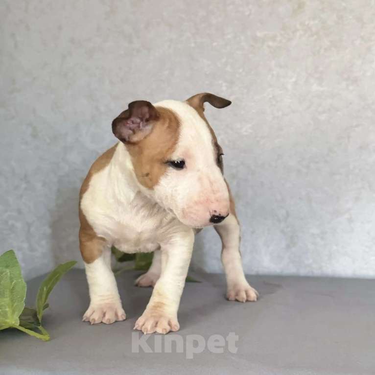 Собаки в других городах Московской области: Щенки 1,5 мес. Питомник Ркф Мальчик, 80 000 руб. - фото 5