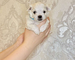 Собаки в Алексине: Щенки мальтезе/мальтийская болонка Разнополые, 80 000 руб. - фото 2