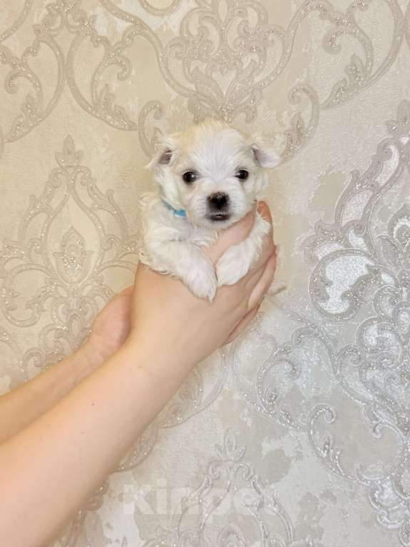 Собаки в Алексине: Щенки мальтезе/мальтийская болонка Разнополые, 80 000 руб. - фото 2