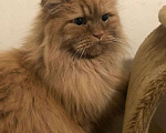 Кошки в Москве: Найден рыжий персидский кот!!!!! Мальчик, Бесплатно - фото 1