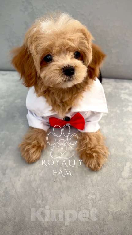 Собаки в Москве: Мини мальчик мальтипу F1 Royalty Fam Lorenzo Мальчик, Бесплатно - фото 5