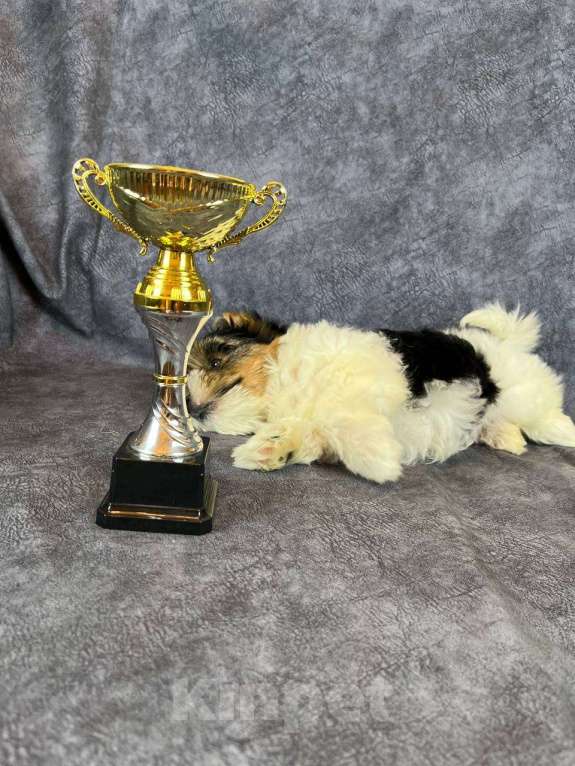 Собаки в Вологде: Щенок бивер терьера Дэйви. Плюшевый медвежонок в качестве домашнего любимца. Мальчик, 45 000 руб. - фото 3