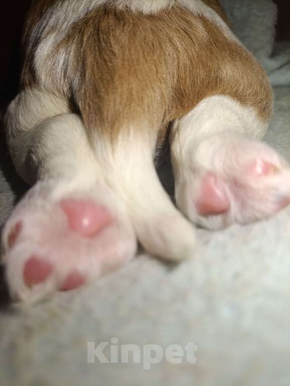 Собаки в Раменском: Щенок кавалер псыночек Мальчик, 80 000 руб. - фото 3