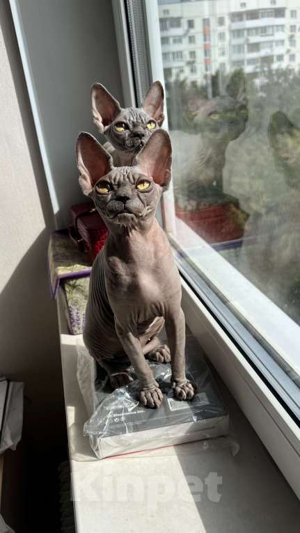 Кошки в Москве: Луна - голубая красавица с золотыми глазами  Девочка, 50 000 руб. - фото 3