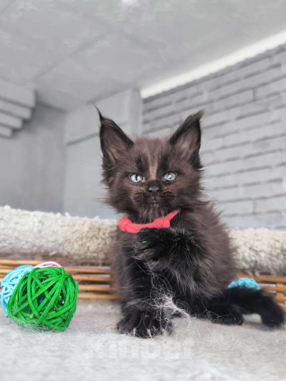 Кошки в Кемерово: Девочка Мейн-кун Девочка, 15 000 руб. - фото 5