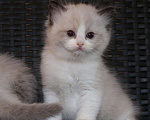 Кошки в Санкт-Петербурге: рэгдолл Мальчик, 65 000 руб. - фото 1