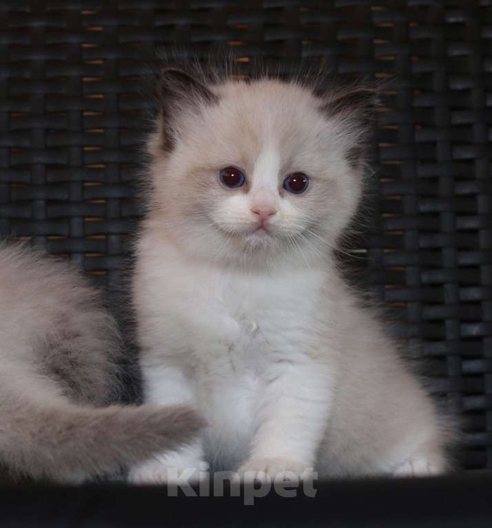 Кошки в Санкт-Петербурге: рэгдолл Мальчик, 65 000 руб. - фото 1