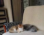 Кошки в Электростали: Вязка с Шотландским вислоухим котом Мальчик, 2 500 руб. - фото 7