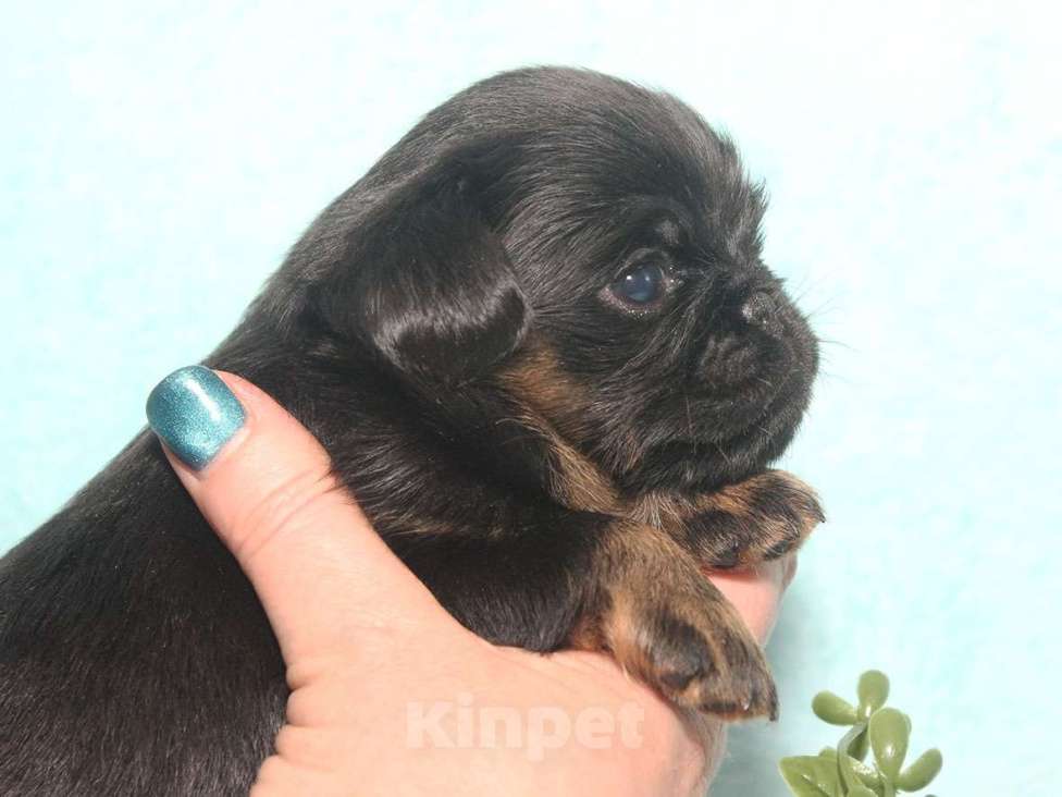 Собаки в Санкт-Петербурге: Красотка Девочка, 80 000 руб. - фото 2